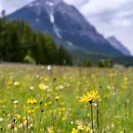 Karwendel Berglodge 公寓 洛伊塔施